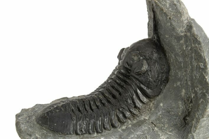 Morocconites Trilobite Fossil - Ofaten, Morocco #325978